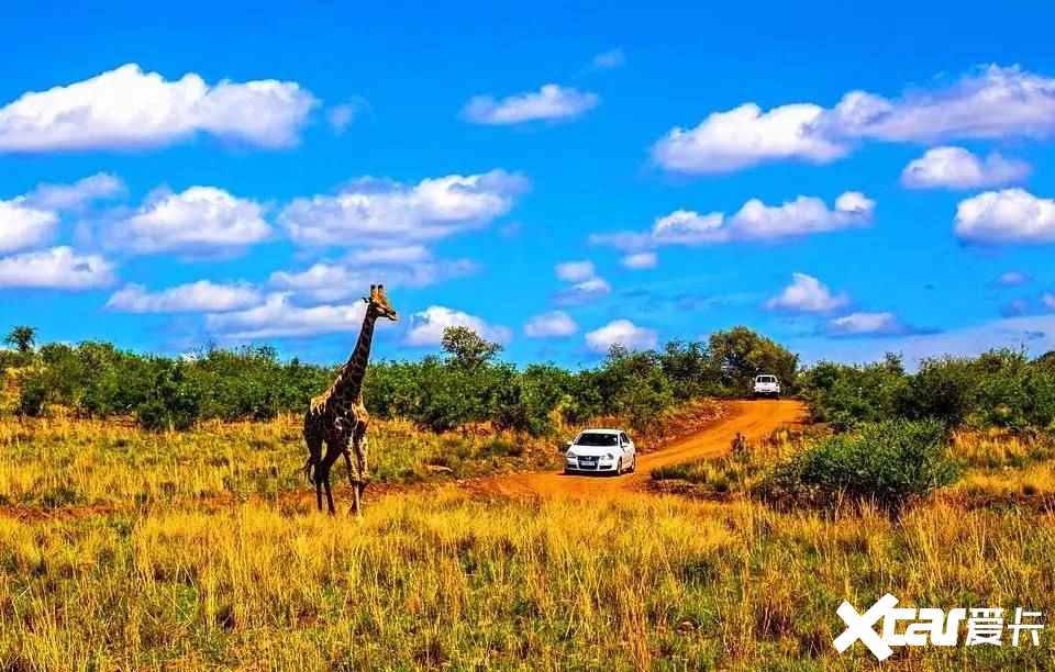 南非皮卡销量占比超28中国皮卡出口的机遇与挑战-图1